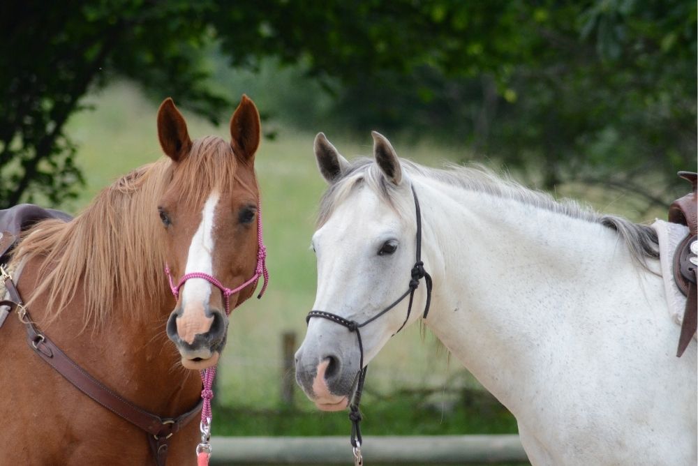 Dlaczego ubezpieczenie konia to konieczność? Dlaczego ubezpieczenie konia to konieczność?