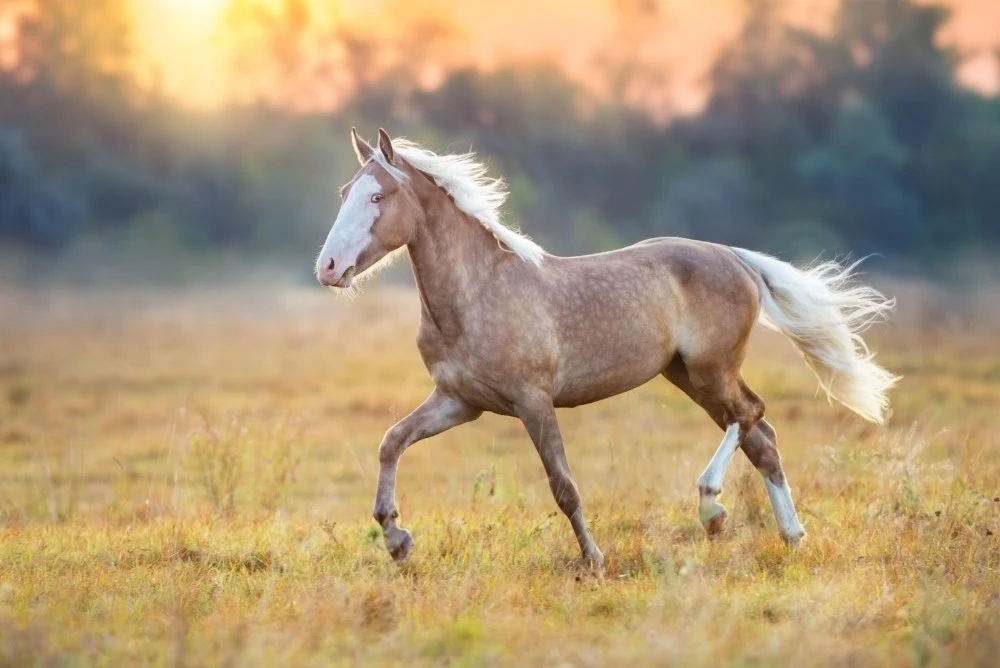 Operacja kolki u konia cena – objawy i koszty leczenia