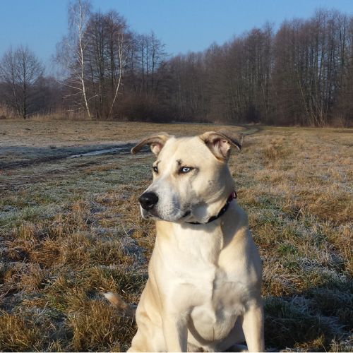 Ubezpieczenie psa Agnieszka Bajek