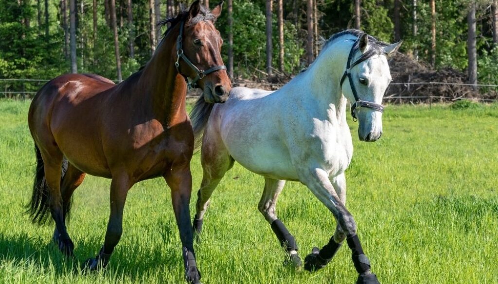 Dlaczego ubezpieczenie konia to konieczność? Dlaczego ubezpieczenie konia to konieczność?
