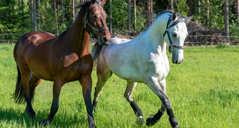 Dlaczego ubezpieczenie konia to konieczność?