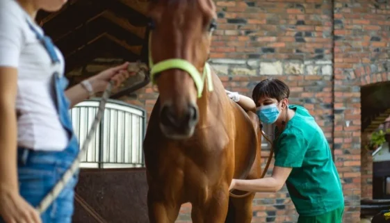 Chirurgia koni: poważne złamania i szanse na uratowanie życia Agnieszka Bajek