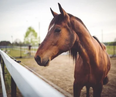 Operacja kolki u konia cena – objawy i koszty leczenia Agnieszka Bajek blog