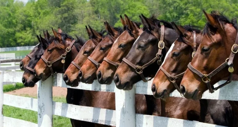 OC posiadacza konia – najważniejsze ubezpieczenie dla właściciela w 2025 roku Agnieszka Bajek