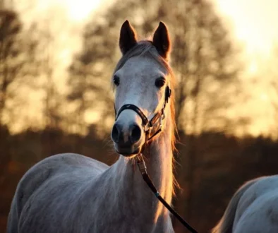 Ile kosztuje ubezpieczenie konia? Ceny, zakres i realne koszty w 2026 roku