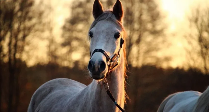 Ile kosztuje ubezpieczenie konia? Ceny, zakres i realne koszty w 2026 roku