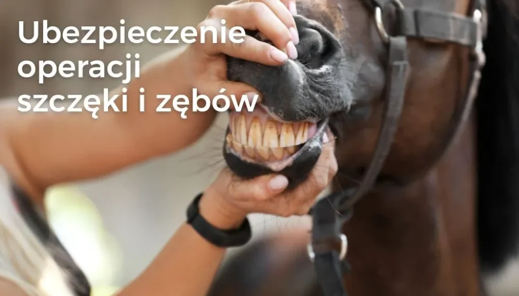 Ubezpieczenie konia – leczenie i operacje stomatologiczne Ubezpieczenie konia – leczenie i operacje stomatologiczne