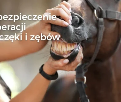 Ubezpieczenie konia – leczenie i operacje stomatologiczne