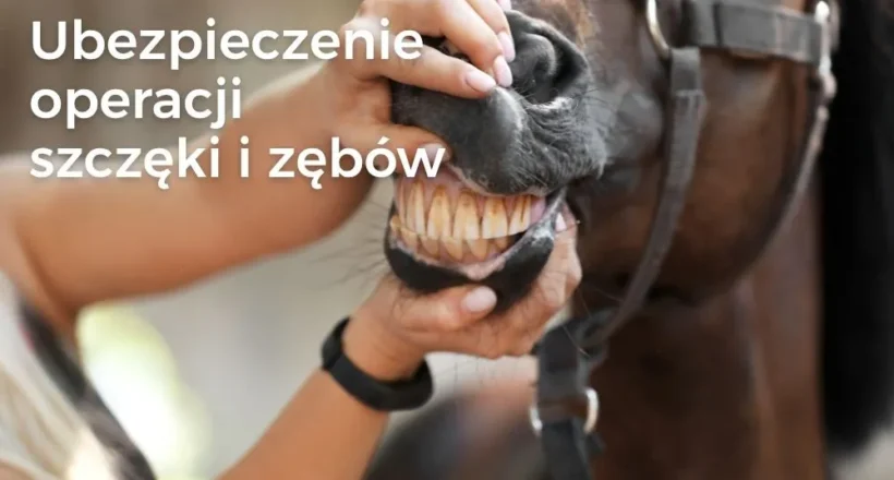Ubezpieczenie konia – leczenie i operacje stomatologiczne