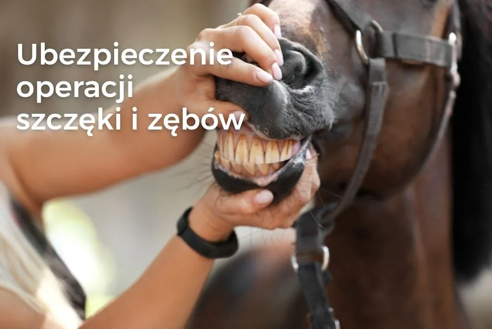 Ubezpieczenie konia – leczenie i operacje stomatologiczne Ubezpieczenie konia – leczenie i operacje stomatologiczne