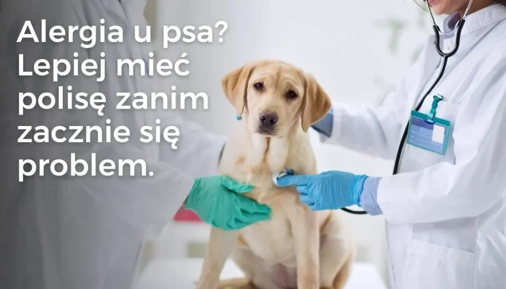 Alergia u psa – dlaczego Twój pupil się drapie i jak nie zbankrutować u weterynarza?