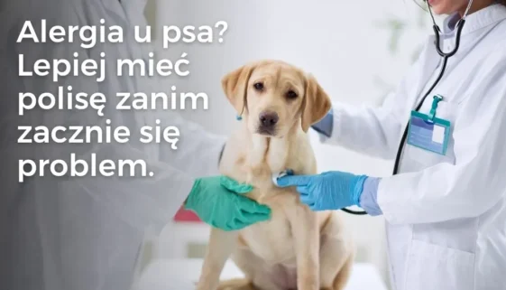 Alergia u psa – dlaczego Twój pupil się drapie i jak nie zbankrutować u weterynarza?
