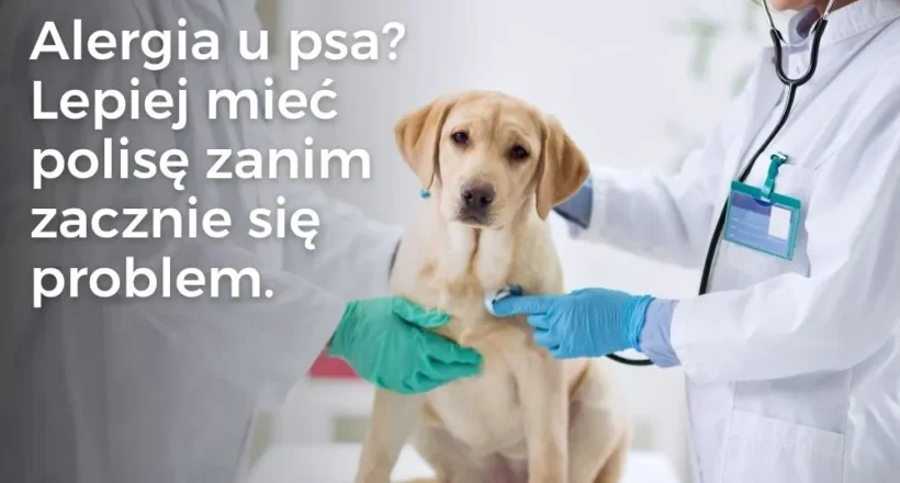 Alergia u psa – dlaczego Twój pupil się drapie i jak nie zbankrutować u weterynarza?