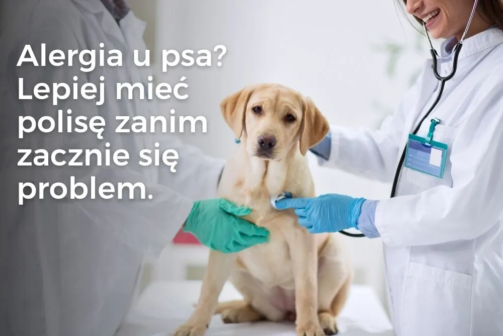 Alergia u psa – dlaczego Twój pupil się drapie i jak nie zbankrutować u weterynarza?
