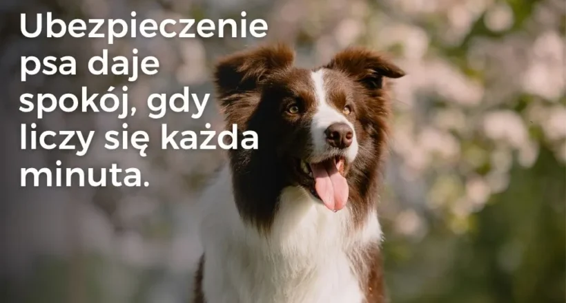 Zagrożenie chemicznymi opryskami i znaczenie ubezpieczenia psa