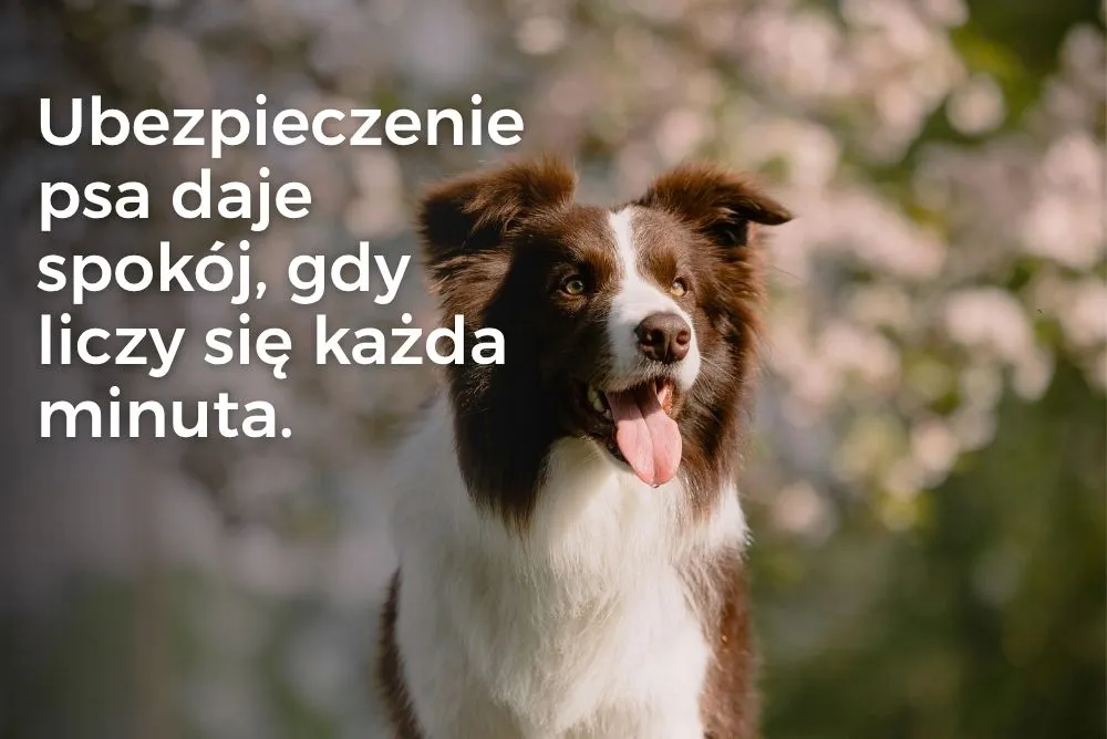Zagrożenie chemicznymi opryskami i znaczenie ubezpieczenia psa