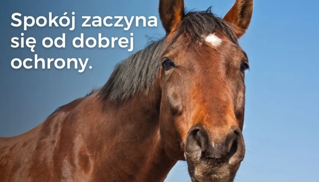 Uraz kręgosłupa u konia – dlaczego leczenie często nie jest możliwe?