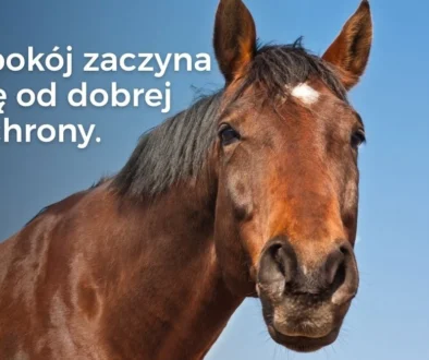 Uraz kręgosłupa u konia – dlaczego leczenie często nie jest możliwe? Uraz kręgosłupa u konia – dlaczego leczenie często nie jest możliwe?
