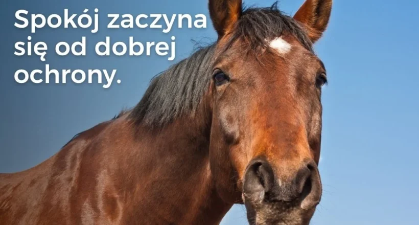 Uraz kręgosłupa u konia – dlaczego leczenie często nie jest możliwe?