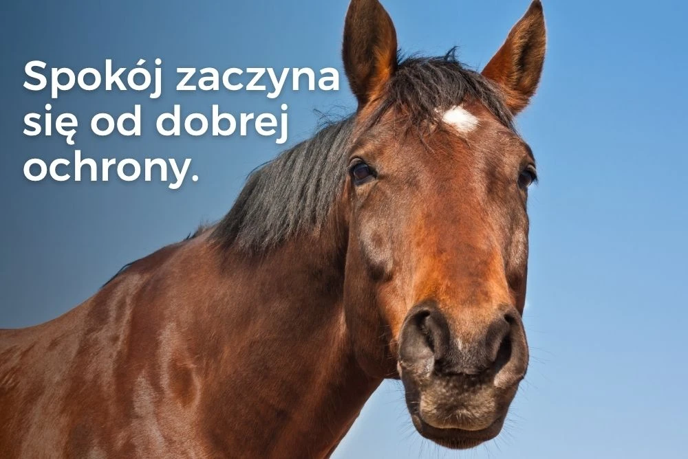 Uraz kręgosłupa u konia – dlaczego leczenie często nie jest możliwe?