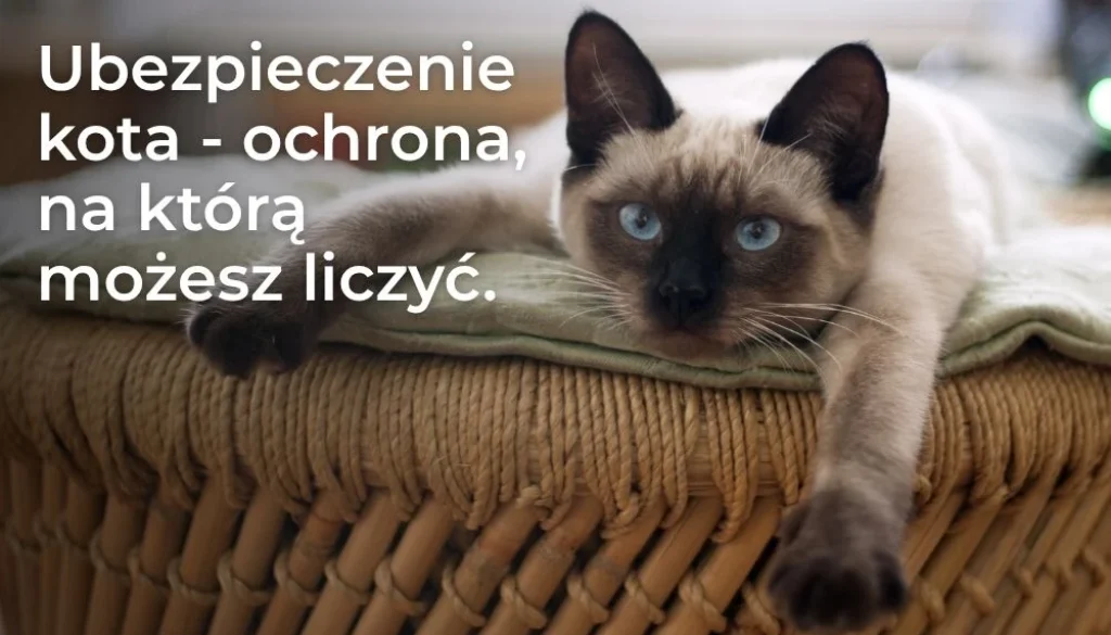 Ubezpieczenie kota w PZU - co obejmuje polisa i jak chroni domowy budżet?