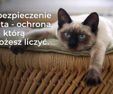 Ubezpieczenie kota w PZU - co obejmuje polisa i jak chroni domowy budżet?