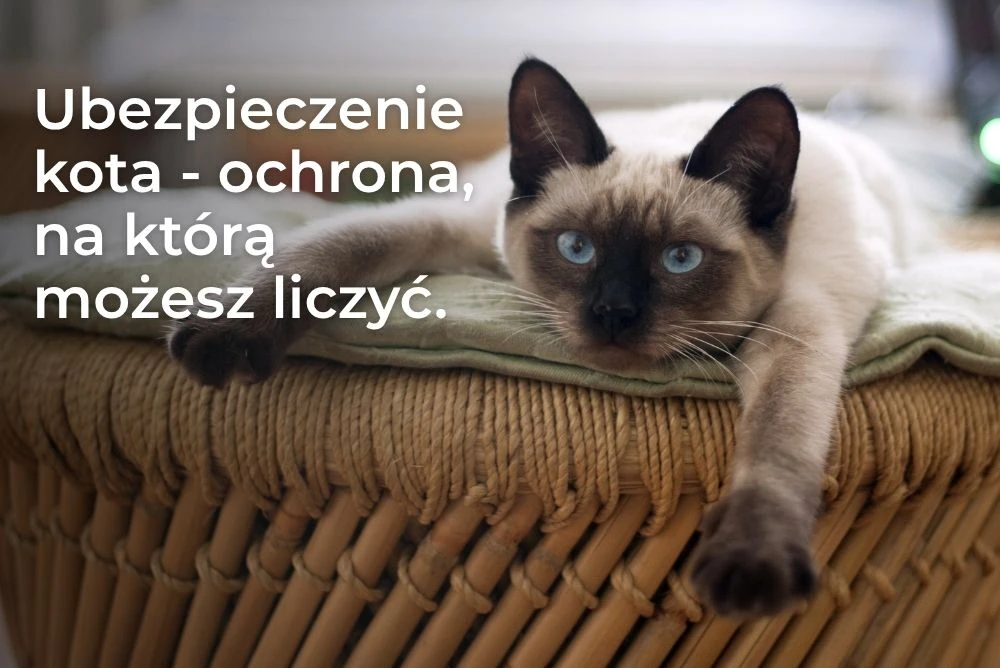 Ubezpieczenie kota w PZU - co obejmuje polisa i jak chroni domowy budżet?