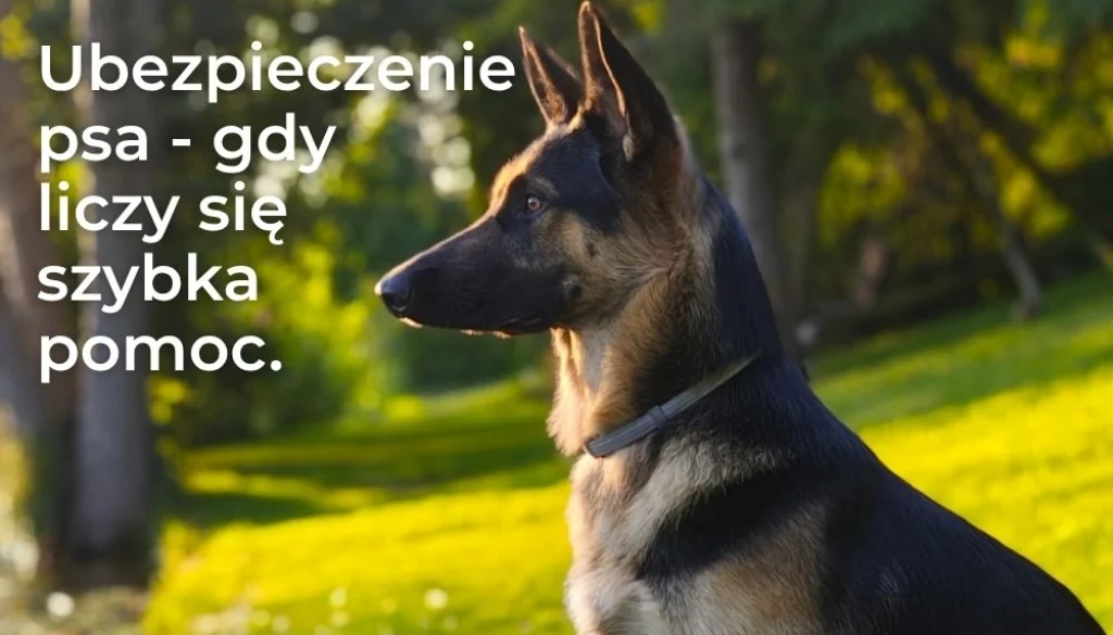 Ubezpieczenie psa - co obejmuje polisa weterynaryjna i dlaczego warto ją mieć?