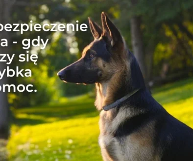 Ubezpieczenie psa - co obejmuje polisa weterynaryjna i dlaczego warto ją mieć?