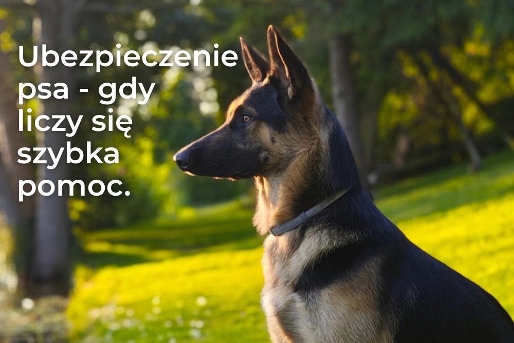Ubezpieczenie psa - co obejmuje polisa weterynaryjna i dlaczego warto ją mieć?